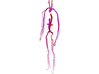 Circulatory System 3D Model preview