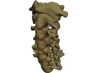 Vertebrae Cervical 3D Model preview