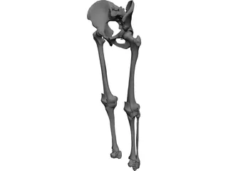 Knee 3D Model preview