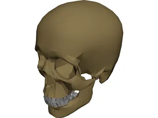 Skull 3D Model preview