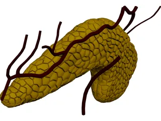 Pancreas 3D Model preview