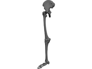 Skeletal Leg 3D Model preview