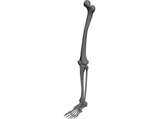 Leg Bone 3D Model preview