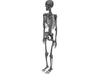 Skeleton 3D Model preview