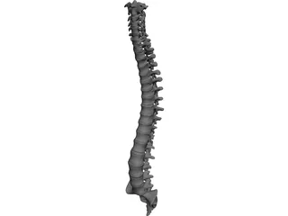 Vertebral Column 3D Model preview