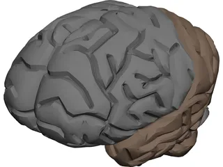 Brain Male 3D Model preview