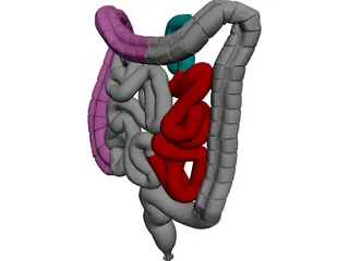 Intestines 3D Model preview