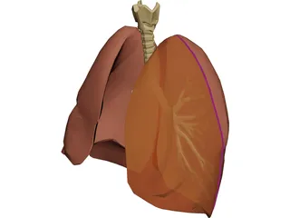 Respiratory Upper 3D Model preview