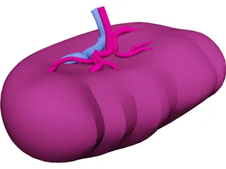 Spleen 3D Model preview