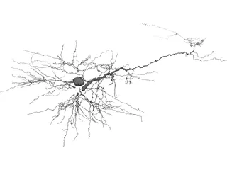 Purkinje Cell 3D Model preview