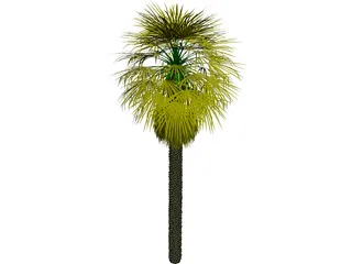 Washingtonia Palm 3D Model preview