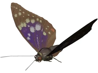 Butterfly Oomura 3D Model preview