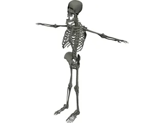 Skeleton 3D Model preview
