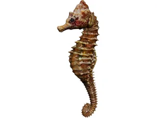 Seahorse 3D Model preview