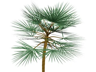 Palm 3D Model preview