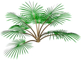 Palm Tree 3D Model preview