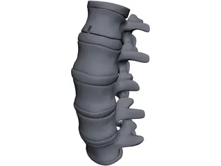 Lumbar Spine 3D Model preview