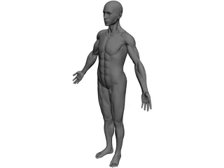 Full Human Anatomy for Simulation 3D Model preview