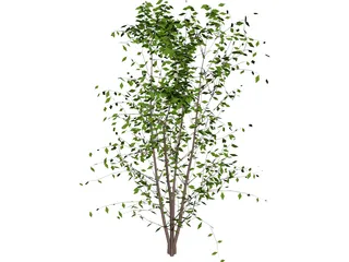Tree 3D Model preview
