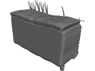 Skin Anatomy 3D Model preview