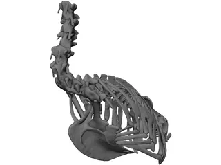 Macaw Skeleton 3D Model preview