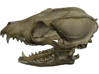 Fox Head Skull 3D Model preview