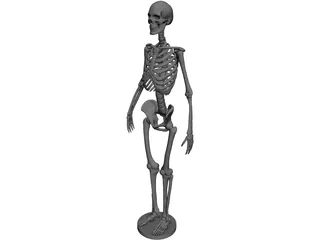 Human Skeleton 3D Model preview