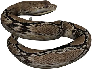 Rattlesnake 3D Model preview