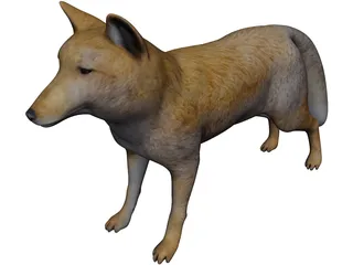 Tibetan Hill Fox 3D Model preview