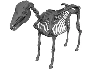 Horse Skeleton 3D Model preview