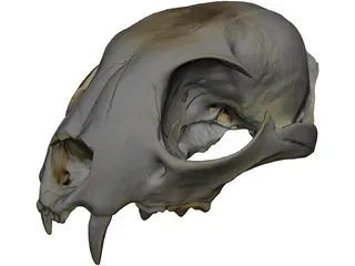 Lynx Skull 3D Model preview