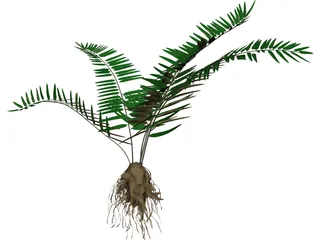 Sword Fern 3D Model preview