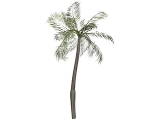 Palm Tree 3D Model preview