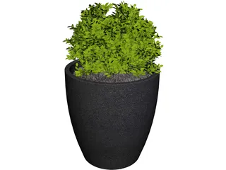 Boxwood Plant 3D Model preview