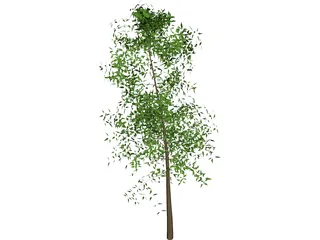 Tree 3D Model preview