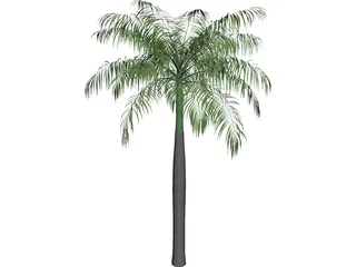 Palm Tree (Royal Palm) 3D Model preview