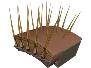Hair Skin 3D Model preview