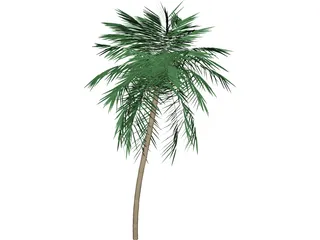 Palm Tree Tall 3D Model preview