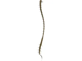 Spinal Cord 3D Model preview