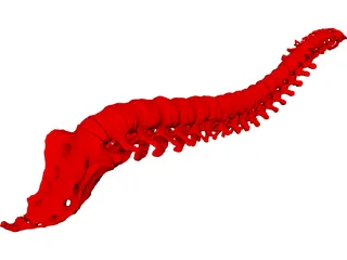 Vertebral Column 3D Model preview