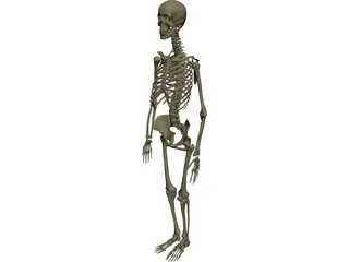 Skeleton Female 3D Model preview