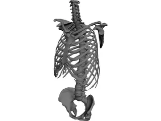 Torso 3D Model preview