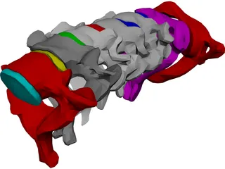 Vertebrae Cervical 3D Model preview