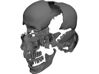 Skull Articulated 3D Model preview