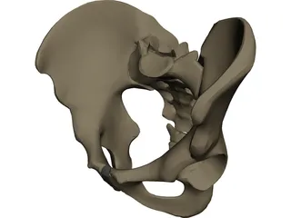 Pelvis Male 3D Model preview