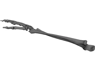 Right Ulna and Radius Bones 3D Model preview