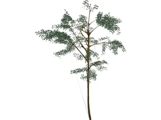 Acacia 3D Model preview