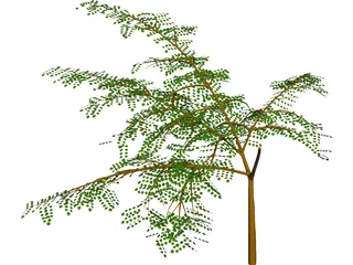 Albicia 3D Model preview