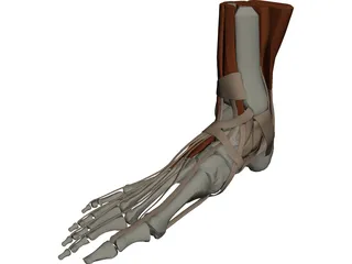 Ankle 3D Model preview