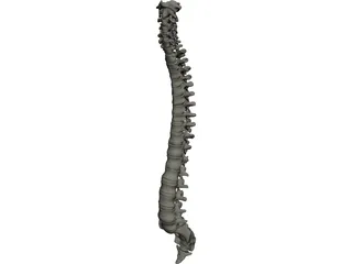 Vertebral Column 3D Model preview